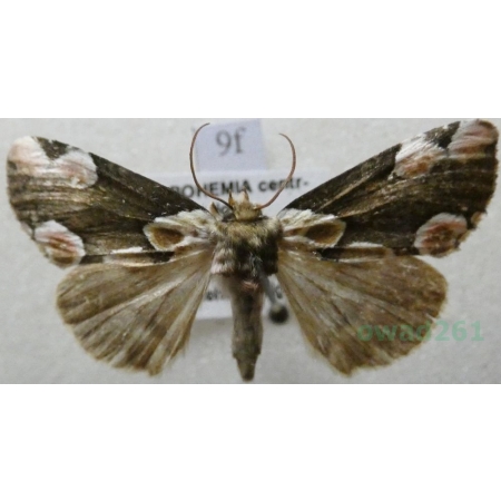 Thyatira batis (Linnaeus, 1758) Plamówka malinówka Czech9f